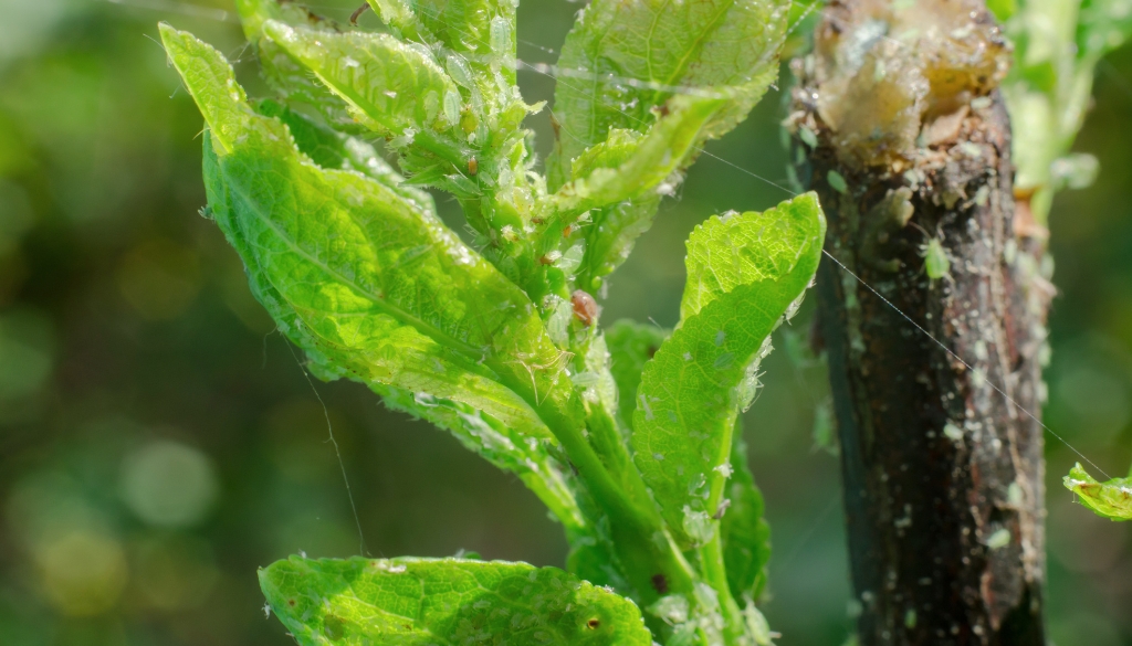 spider mites infestation on shrubs leaves