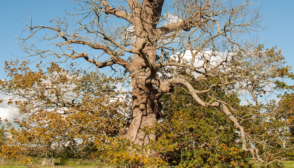 weak tree with disease