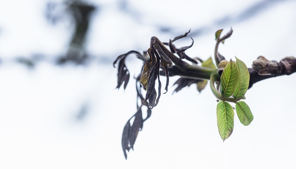 fire blight tree pruning