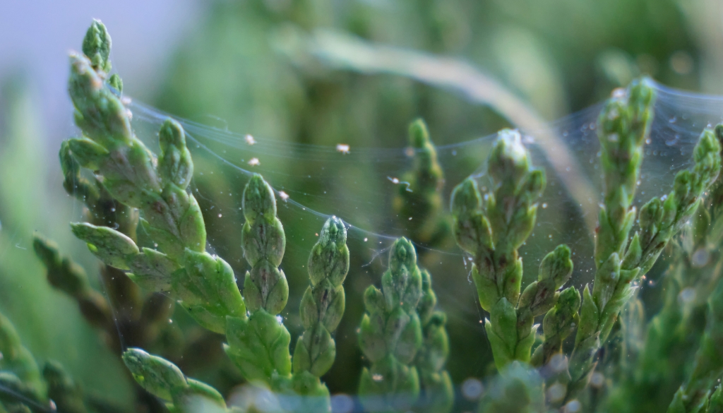 spider mite infestation on a tree