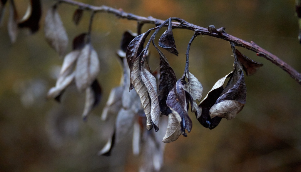 how to stop fire blight