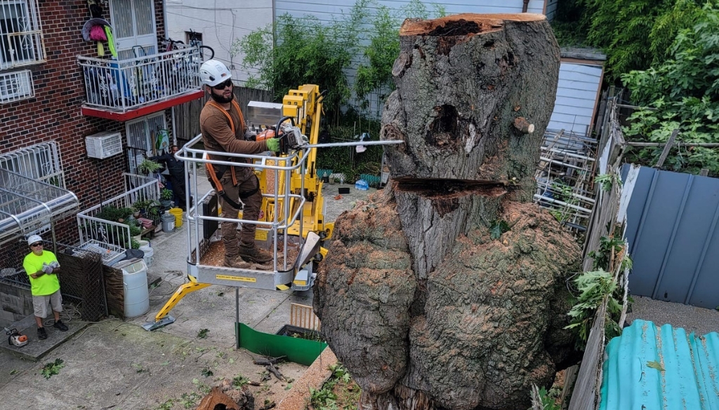 professional arborist removing a tree
