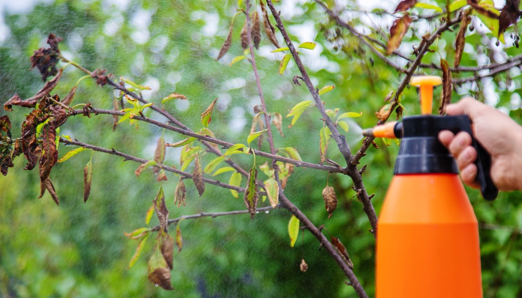 treatments for spider mites