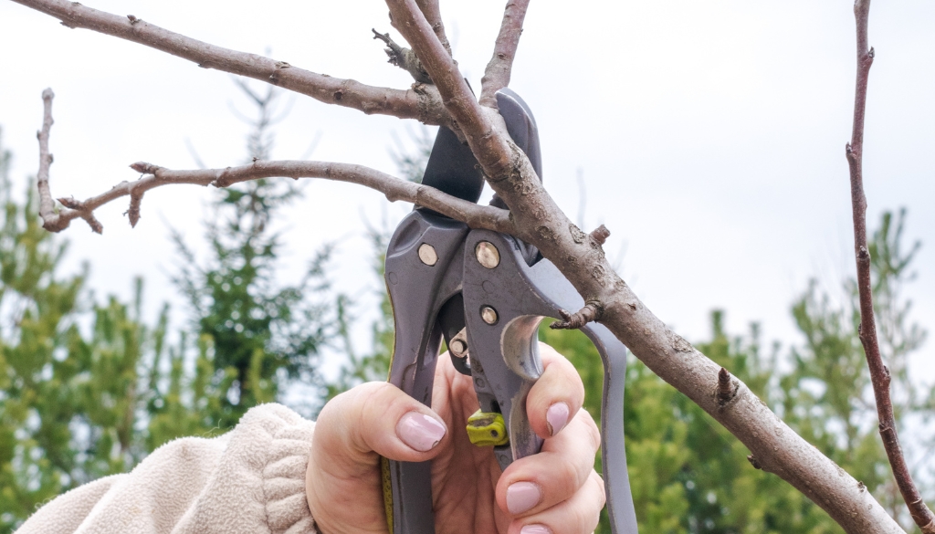 tree pruning fire blight