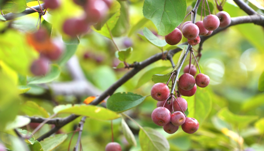 tree species prone to fire blight