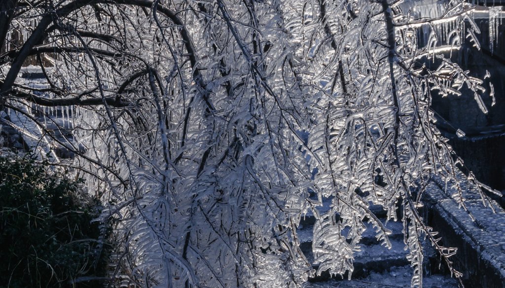 ice covered branches damage