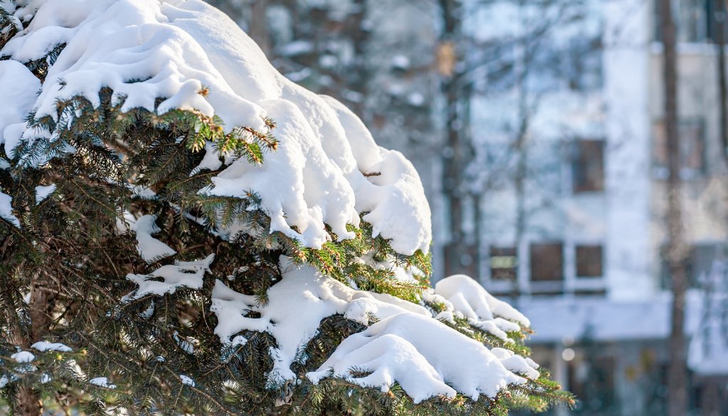 snow damaged tree branches