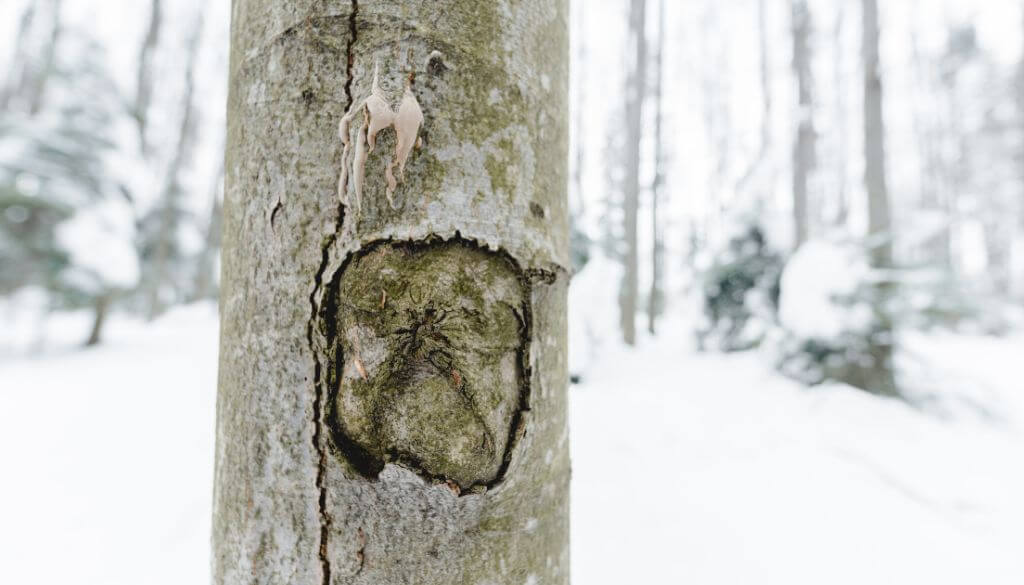 why you should fix and prevent cracked tree bark