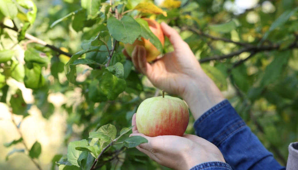 apple scab treatment plan