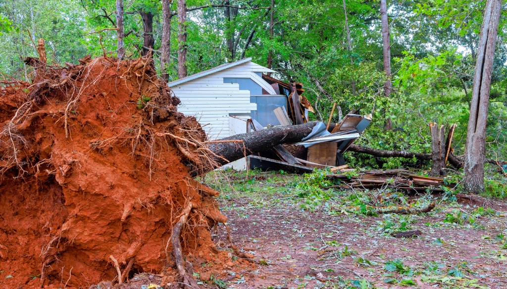 fallen tree removal insurance fallen tree removal insurance
