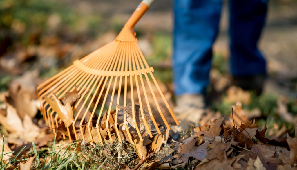 preventing apple scab on my trees