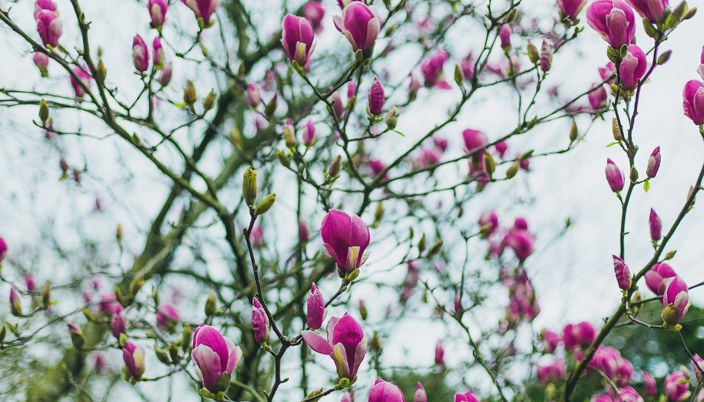 how to get rid of magnolia scale how to get rid of magnolia scale