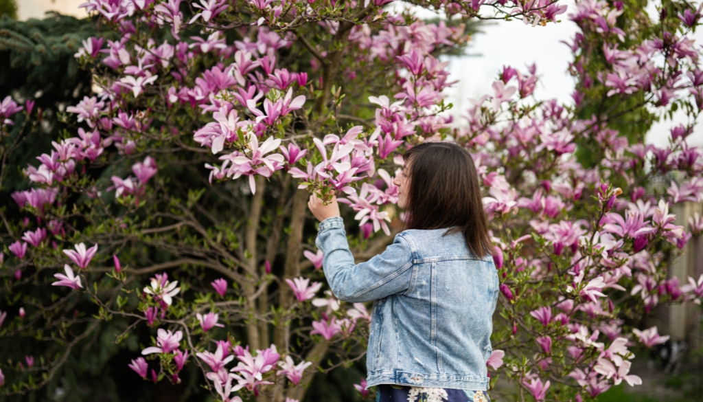 magnolia scale arborist help magnolia scale arborist help
