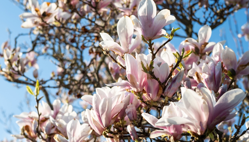 removing magnolia scale from my tree removing magnolia scale from my tree