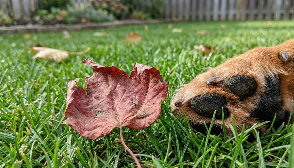 A dog's paw next to a wilted red maple leaf, which is one of the toxic plants for pets.