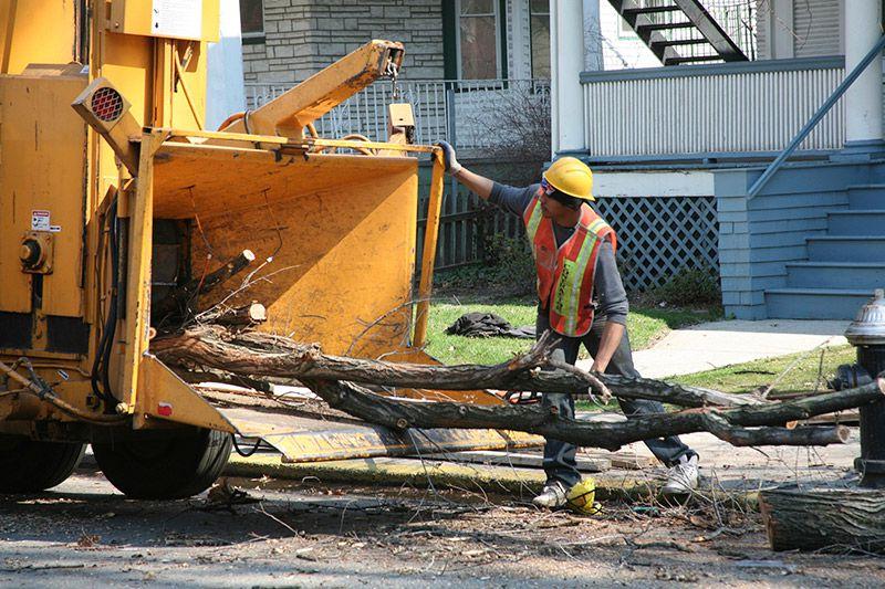 Tree Removal in Flower Hill