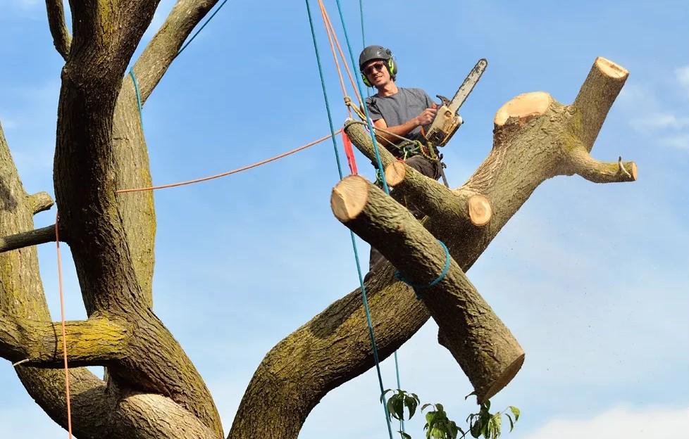 Tree Services in Freeport
