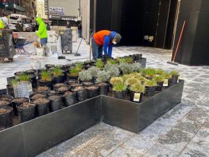 Man carefully tending to plants in a planter