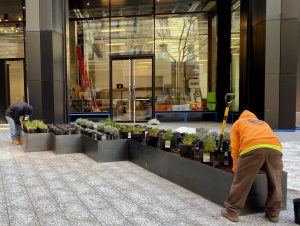 Man carefully tending to plants in a planter, ensuring their growth and health