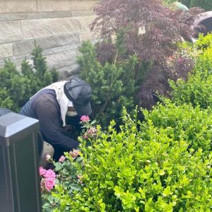 Man wearing a hat and a face mask is tending to a flower bed