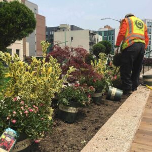 Man wearing a safety vest carefully working on a flower bed