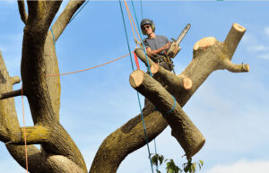 new york tree removal