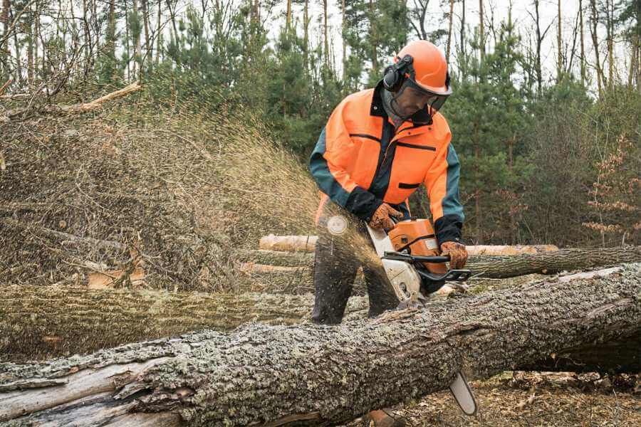 Tree Removal Staten Island | Tree Pruning & Full Tree Services