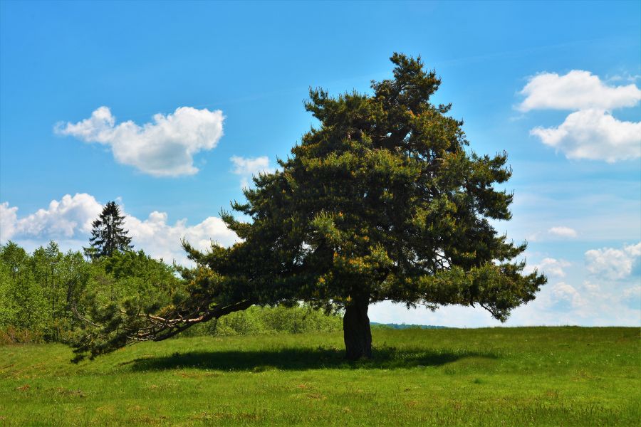 pine tree new york removal