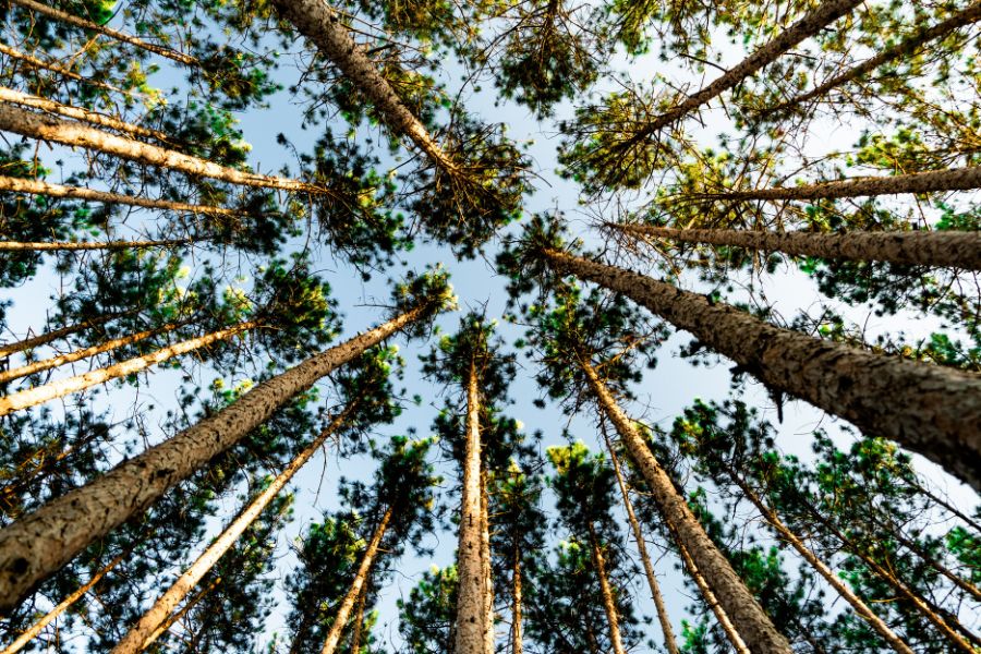 remove pine tree new york