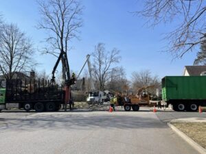 tree removal near me