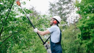 tree trimming removal ny