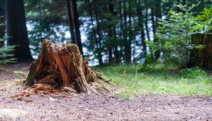 best stump extraction new york