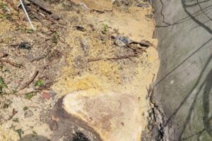 diseased tree stump removal nyc
