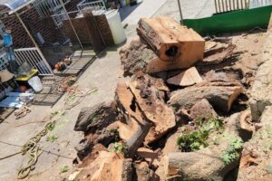 fast professional tree removal services nyc