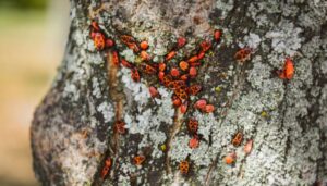 pests on tree New York