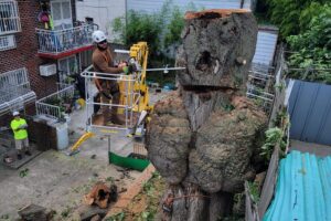 professional large tree removal services new york