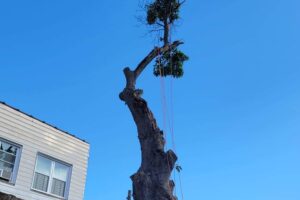 remove tall tree in my yard