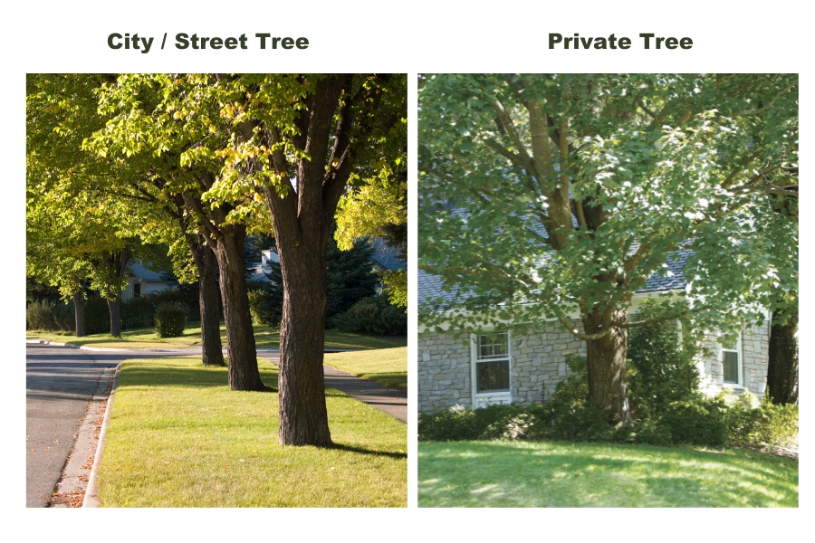 street tree removal permits in westchester