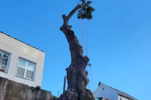 best brooklyn tree removal company