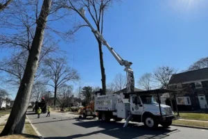 brooklyn tree removal services near me
