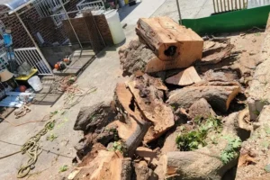 expert brooklyn tree removal