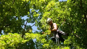 full tree removal cutting experts