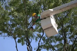 professional tree removal brooklyn