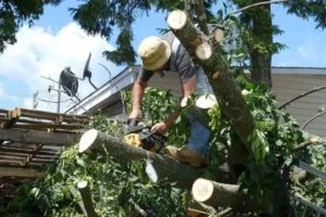 tree pruning services for yard trees