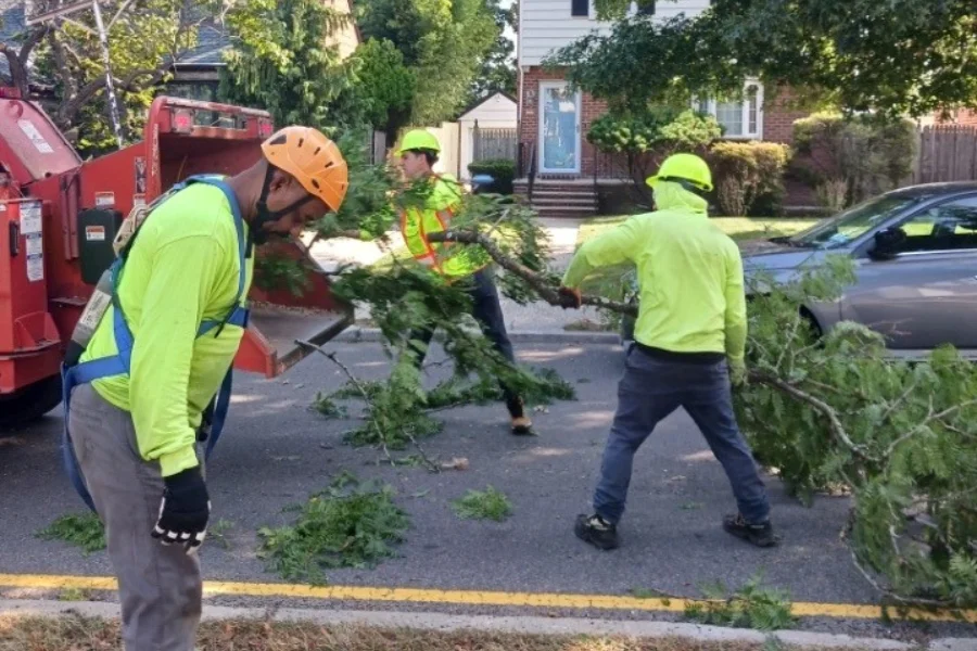 tree removal and clean up westchester