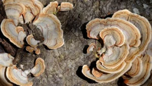 when to remove fungus from my tree