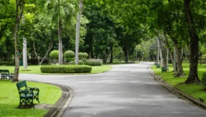 Removing City Trees vs Street Trees