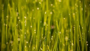 can you mow wet grass