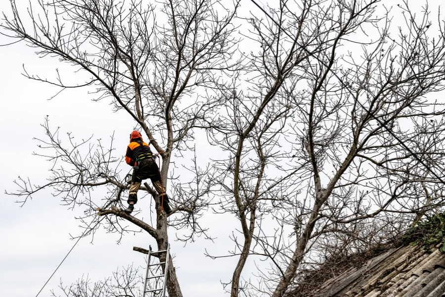 local tree company westchester