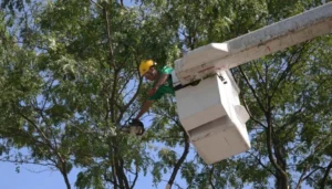 professional tree pruning services Staten Island